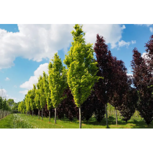 Buk lesný (Fagus sylvatica) ´DAWYCK´ -  výška 150-175 cm, kont. C30L